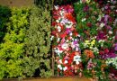 Dia das Mães: Ceasa Campinas espera vender 30% a mais de flores que no ano passado